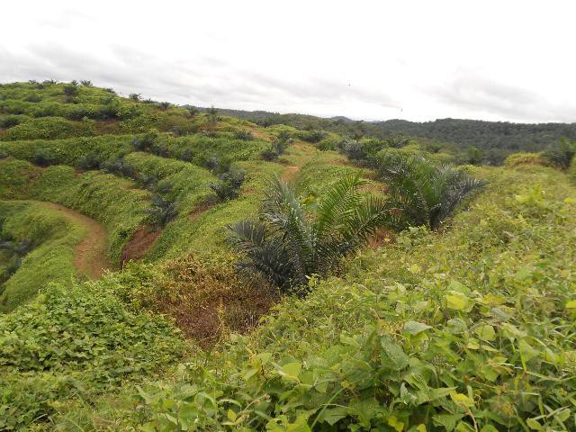 plantation-002