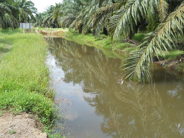 plantation-004